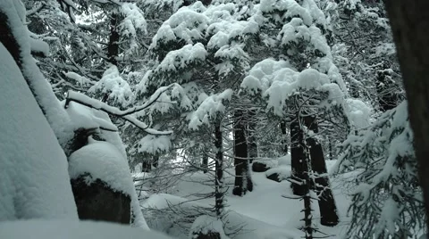 Mountain Snowy Trees Branches Moving 4K Stock Footage 59773286