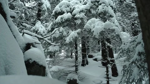 Mountain Snowy Trees Panning 4K Stock Footage 59773231