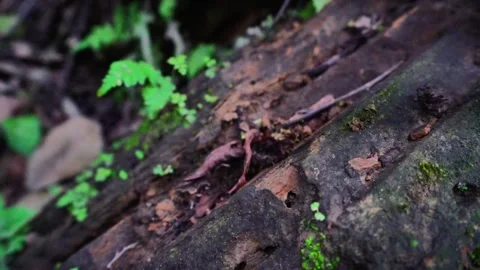 Mountain Soil Layer Stock Footage 320958732