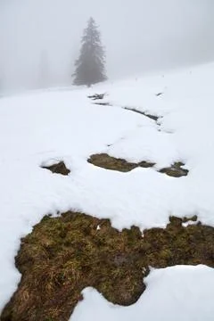 Mountain spring and spruce tree on snow Stock Photos
