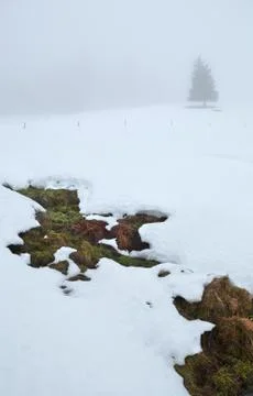 Mountain spring and tree on snow Stock Photos