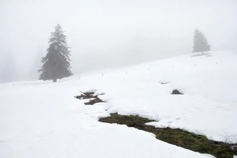 Mountain spring and trees in winter fog Stock Photos