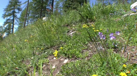 Mountain spring flowers Stock Footage 532691