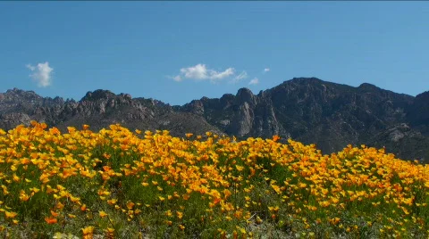 Mountain Spring Flowers Stock Footage