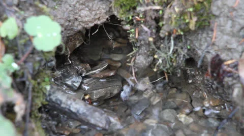 Mountain spring Video stock 24709762