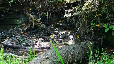 Mountain spring in the forest. Nature shots in 4K resolution Stock Footage 113473858