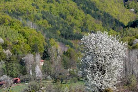 Mountain Spring Landscape. Stock Photos
