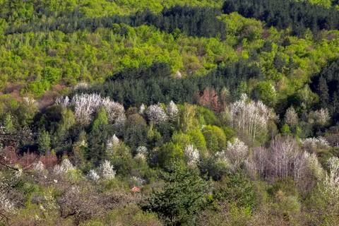 Mountain Spring Landscape. Stock Photos