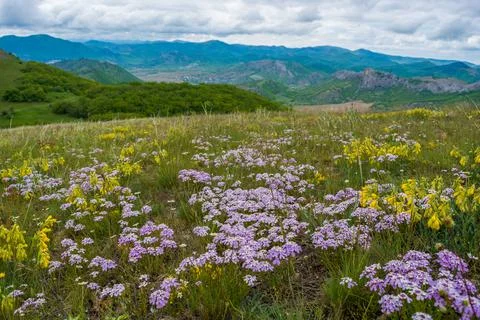 Mountain spring landscape Stock Photos