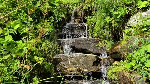 Mountain spring. Small forest waterfall. Stock Footage 267455184