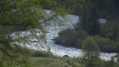 Mountain spring stream is a fast wild river in the forest. 4k Stock Footage 123544123