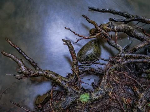 Mountain spring stream in the forest Stock Photos