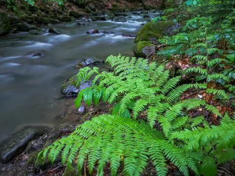 Mountain spring stream in the forest Stock Photos