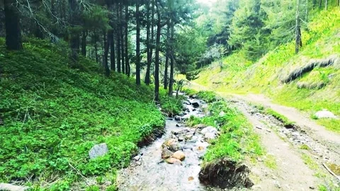 Mountain Spring Stream In A Wild Forest 動画素材 161879256