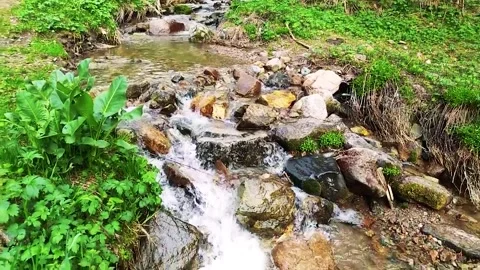 Mountain Spring Stream In A Wild Forest 動画素材 161879299