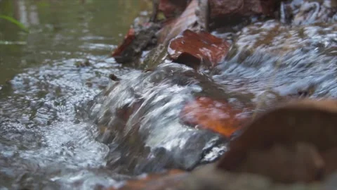 Mountain Spring Water Flowing Over Rocks and Fallen Leaves in Forest Stream Stock Footage 347043596