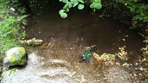 Mountain spring water Stock Footage 224729645