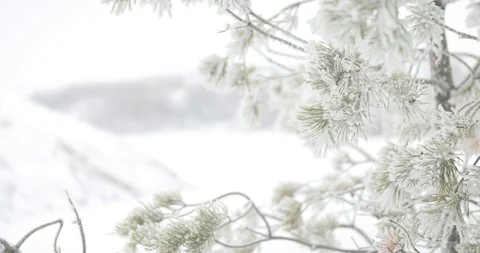 Mountain spruce 1 Stock Footage 107050816