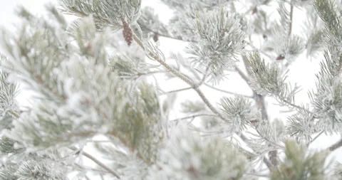 Mountain spruce 2 Stock Footage 107050823