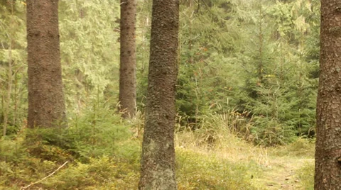 A mountain spruce forest in the fall, Witow area, near Zakopane, Poland Stock-Footage 39496678