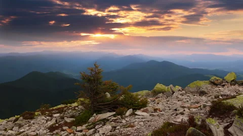 Mountain Spruce at Sunset Stock Footage 106458204