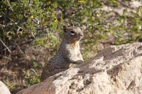 Mountain Squirrel Stock Photos