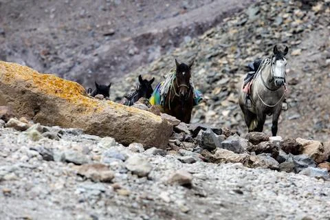 Mountain steeds: Pack horses navigate treacherous rocky terrain, their stoi.. Stock Photos
