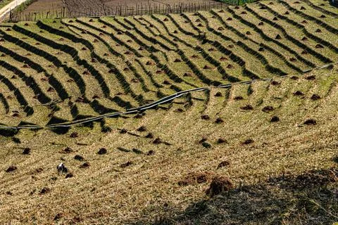 Mountain step farming fields at remote village at morning from top angle 스톡 사진