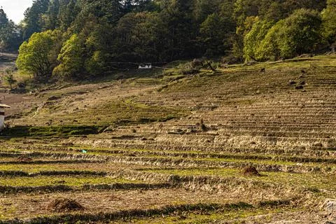 Mountain step farming fields at remote village at morning from flat angle Фото