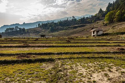 Mountain step farming fields at remote village at morning from flat angle Фото