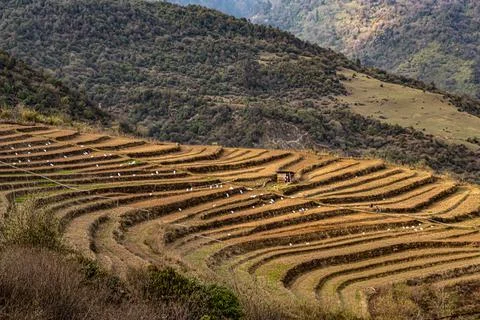 Mountain step farming fields at remote village at morning from top angle Foto stock