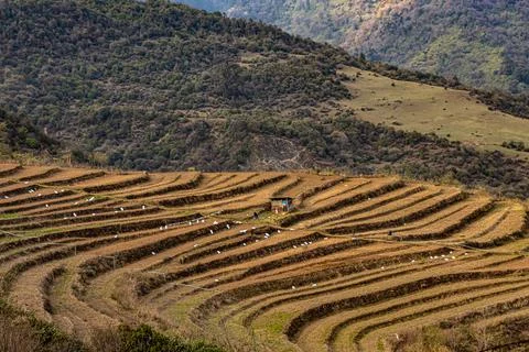 Mountain step farming fields at remote village at morning from top angle Stockfoto's