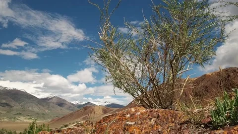 Mountain steppes of the Altai. Stock Footage 97371704