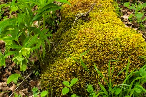 Mountain stone with moss Stock Photos