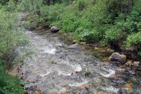 The mountain stone river in the forest. Stock Photos