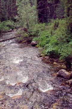 The mountain stone river in the forest. Stock Photos
