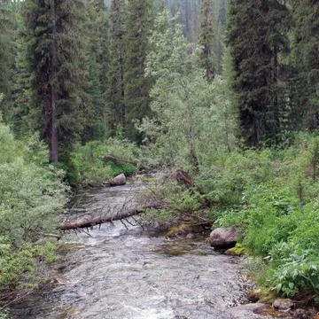 The mountain stone river in the forest. Stock Photos