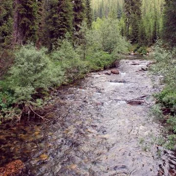 The mountain stone river in the forest. Stock Photos