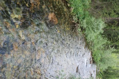 The mountain stone river in the forest. Stock Photos