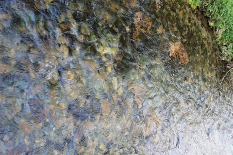 The mountain stone river in the forest. Stock Photos