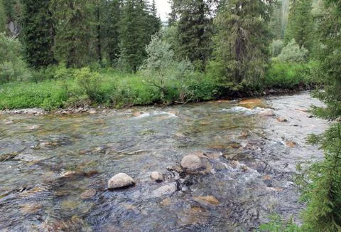 The mountain stone river in the forest. Stock Photos