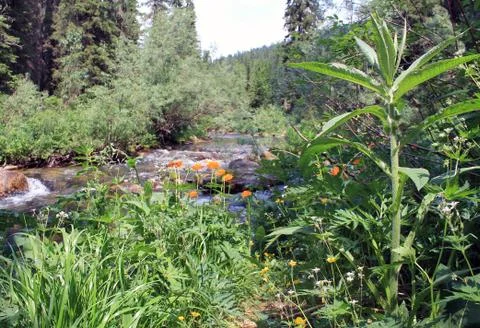 The mountain stone river in the forest. Stock Photos
