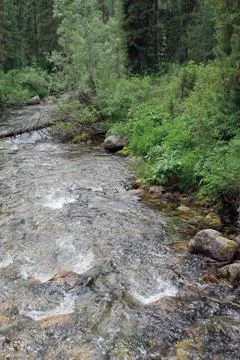 The mountain stone river in the forest. Stock Photos