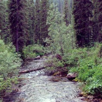 The mountain stone river in the forest. Stock Photos