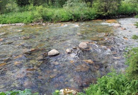 The mountain stone river in the forest. Stock Photos