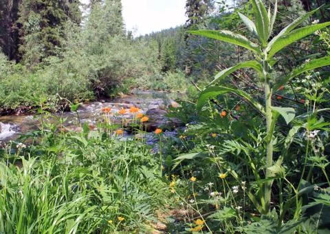 The mountain stone river in the forest. Stock Photos