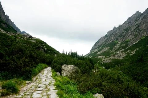 Mountain stone trail through forest in High Tatras Stock Photos
