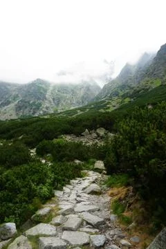 Mountain stone trail through forest in High Tatras Stock Photos