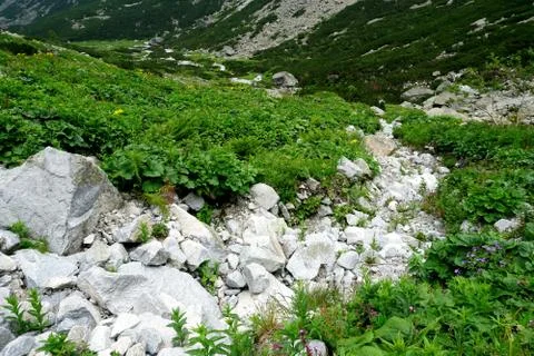 Mountain stone trail through forest in High Tatras Stock Photos