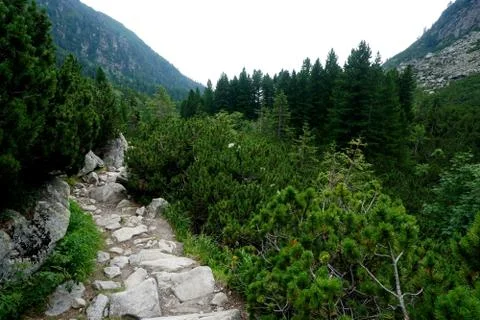 Mountain stone trail through forest in High Tatras Stock Photos